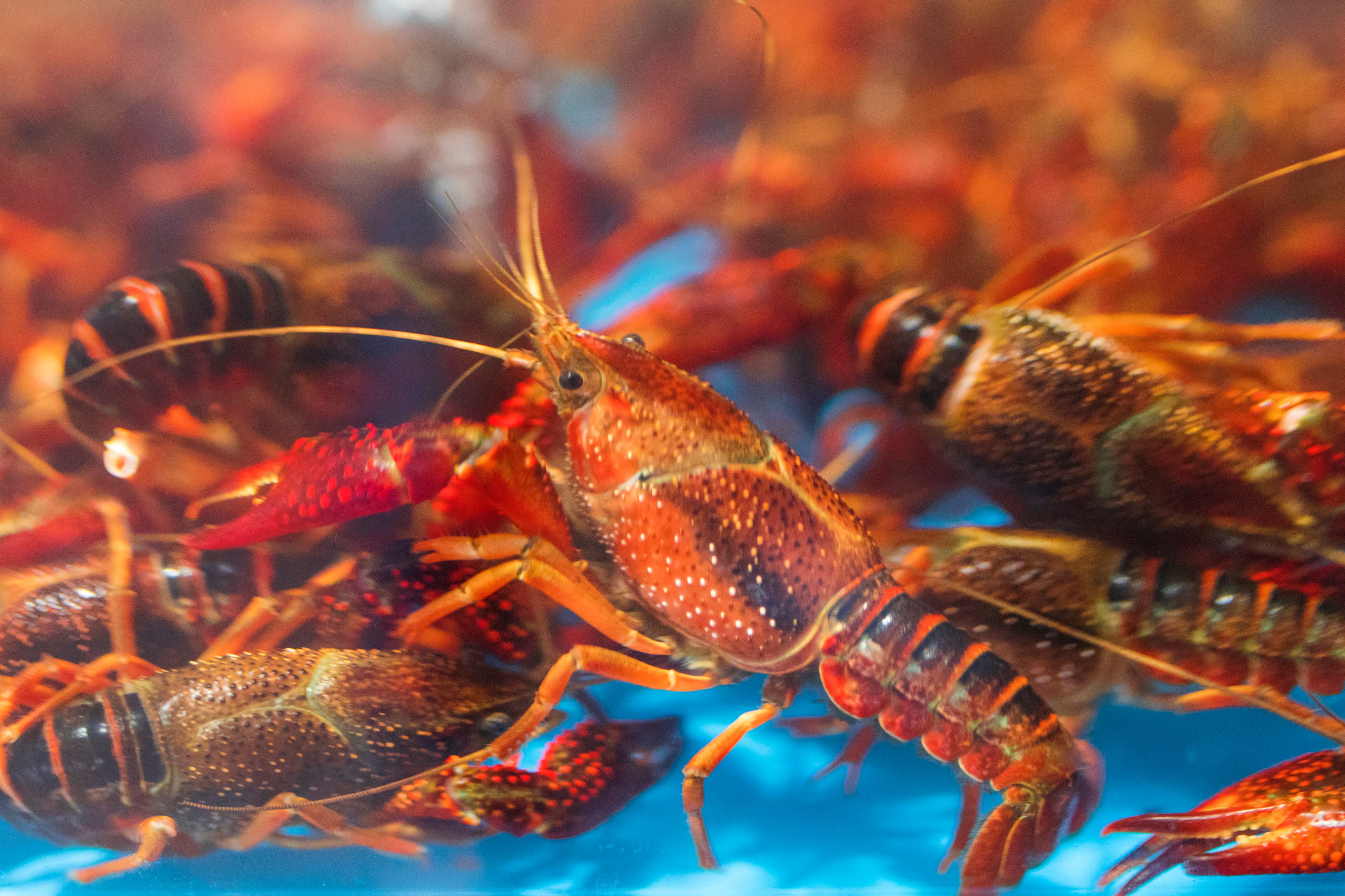 《中国小龙虾产业发展报告（2025）》