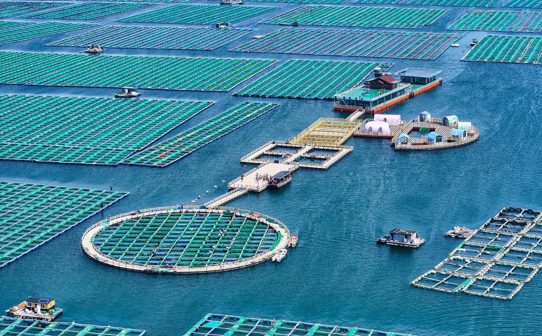 山东省威海五垒岛湾海域海宽国家级海洋牧场